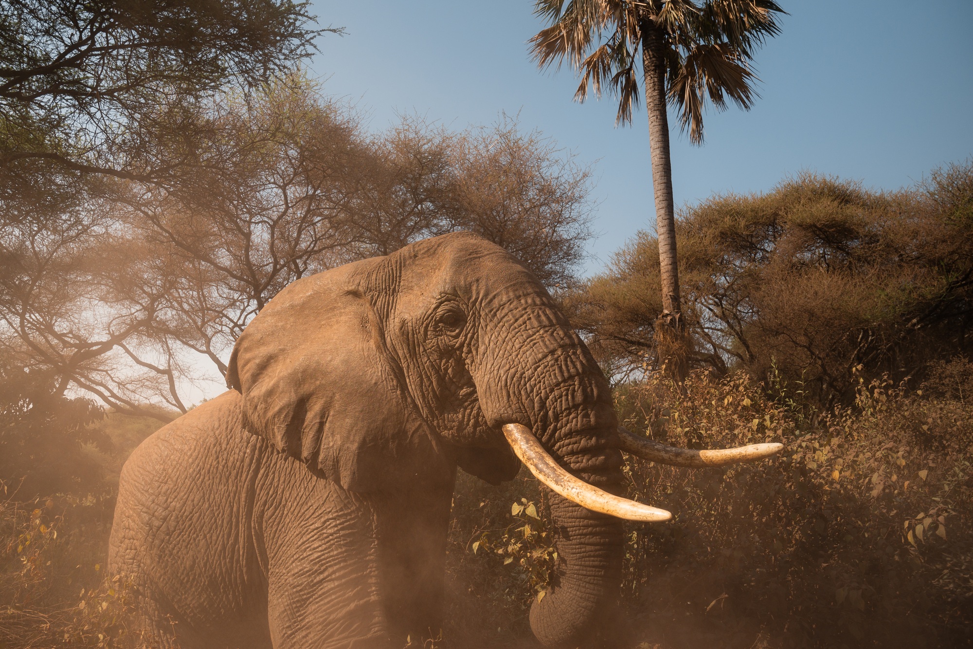 Elephant walking in the dust of lake manyara national park