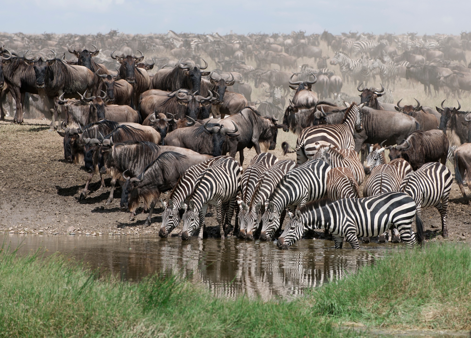 Zebras drinking at the Serengeti National Park, Tanzania, Africa